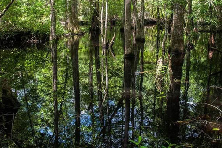 Big Thicket National Preserve