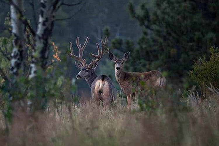 Golden Gate Canyon State Park