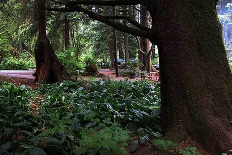 Search For A Suitable Camping Ground