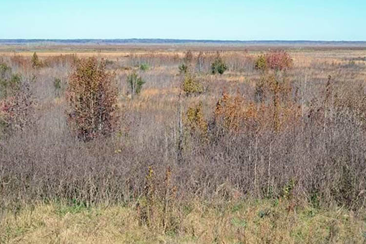 Paynes Prairie Preserve State Park
