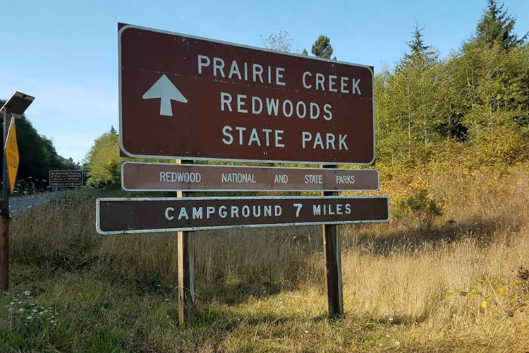 bull elks prairie creek redwoods state park