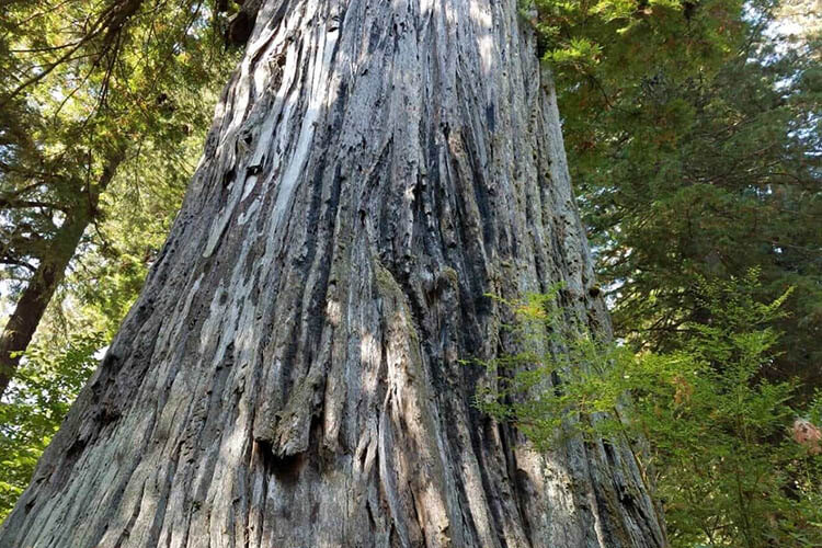 california redwood forest