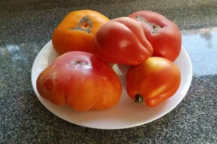fresh tomatoes camping