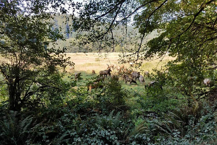 wildlife in redwoods forest