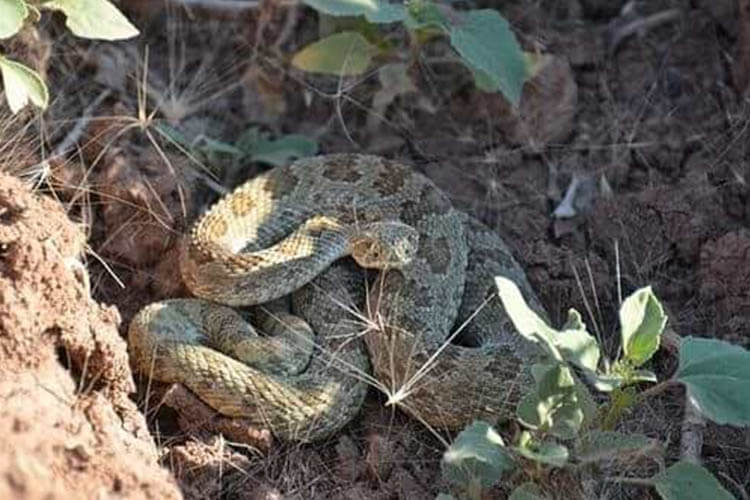 wildlife in coulee rattlesnake