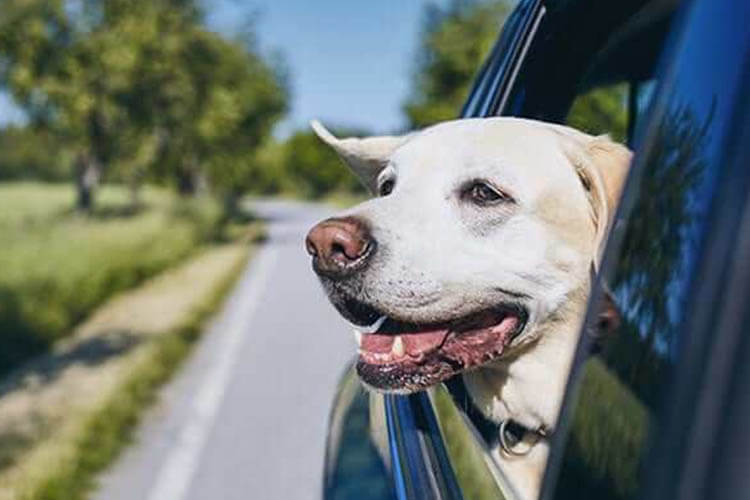 Buckle Up for Pet Safety