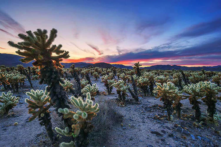 California Joshua Tree National Park